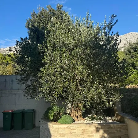 Maslina Drvenik (Split-Dalmatia)